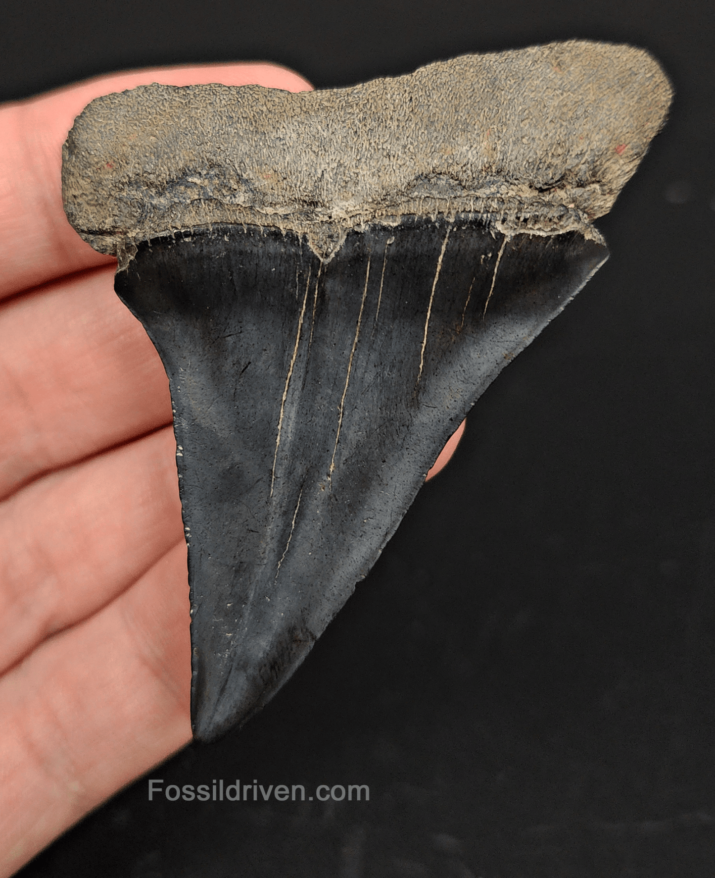 Authentic, 2.82" Fossil Mako Tooth - Savannah, Georgia - Fossil Driven