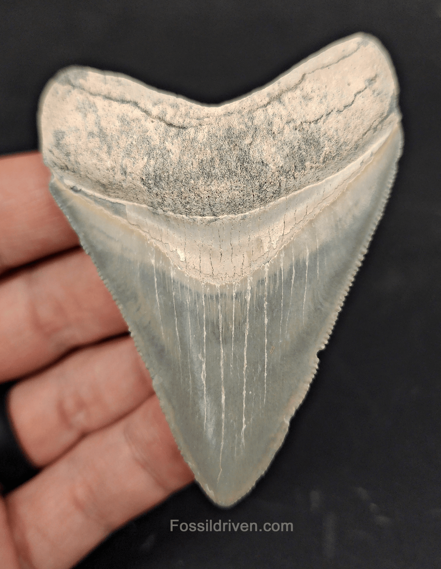 Authentic, 3.11" Fossil Megalodon Tooth - Bone Valley, Florida - Fossil Driven