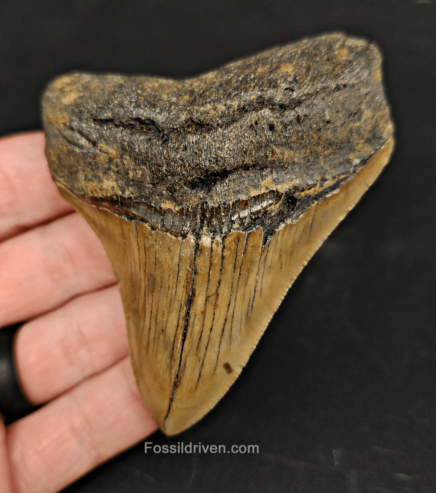 Authentic, 3.36" Fossil Megalodon Tooth - Meg Ledge - Fossil Driven