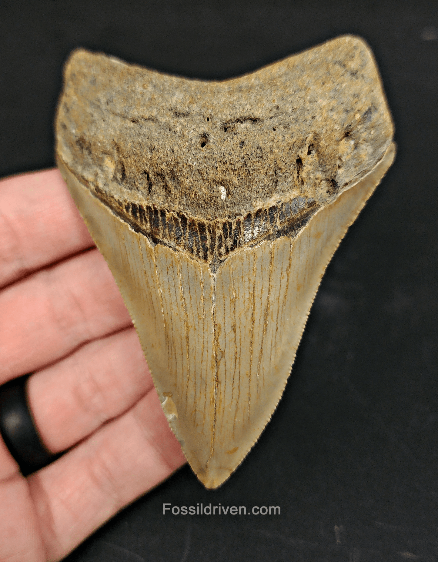 Authentic, 3.50" Fossil Megalodon Tooth - Meg Ledge - Fossil Driven