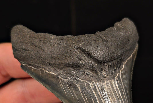 Authentic, 3.58" Fossil Megalodon Tooth - Charleston, South Carolina - Fossil Driven