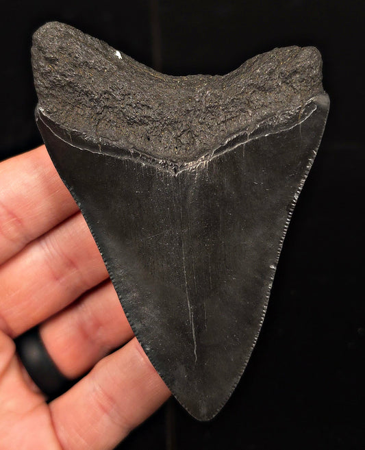 Authentic, 3.68" Fossil Megalodon Tooth - Charleston, South Carolina - Fossil Driven