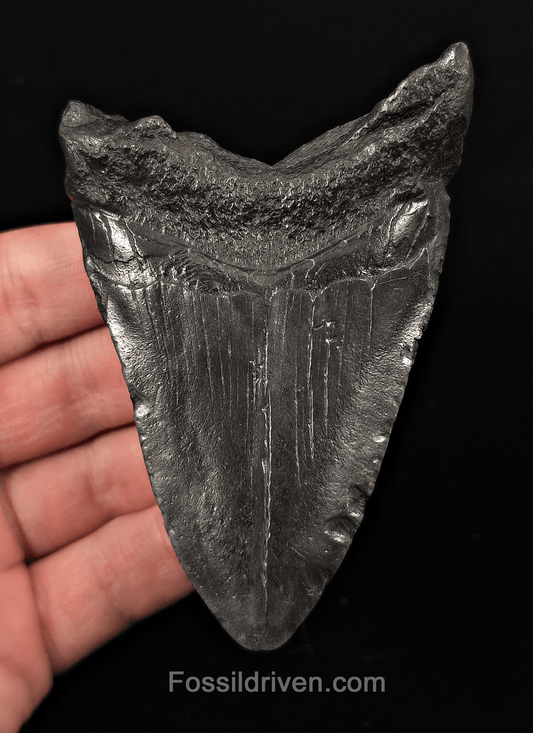 Authentic, 3.93" Fossil Megalodon Tooth - Charleston, South Carolina - Fossil Driven