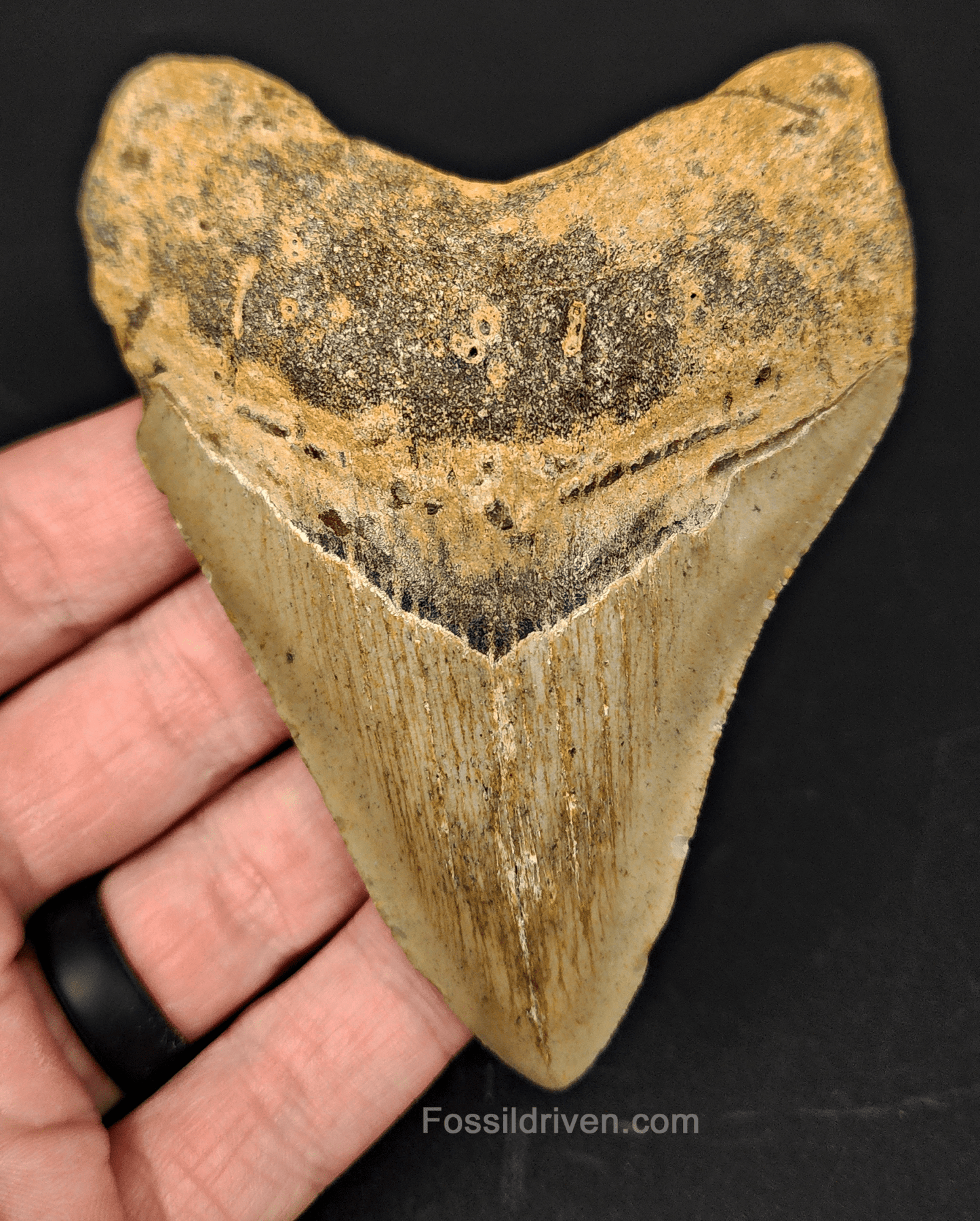 Authentic, 4.12" Fossil Megalodon Tooth - Meg Ledge - Fossil Driven