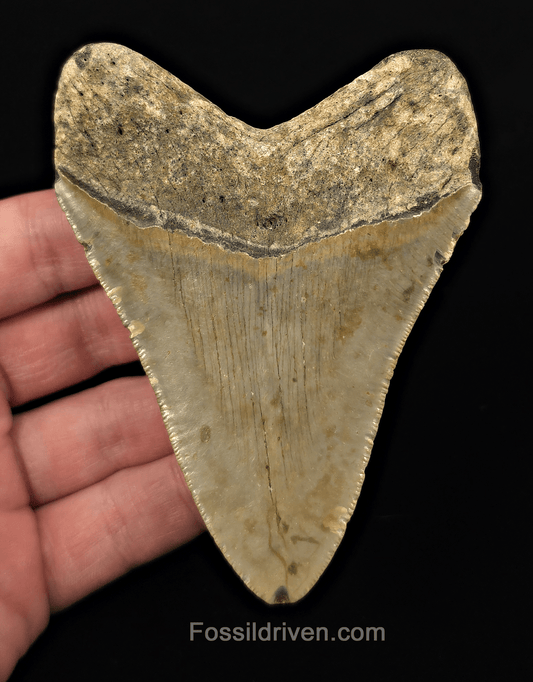 Authentic, 4.14" Fossil Megalodon Tooth - Meg Ledge, North Carolina - Fossil Driven