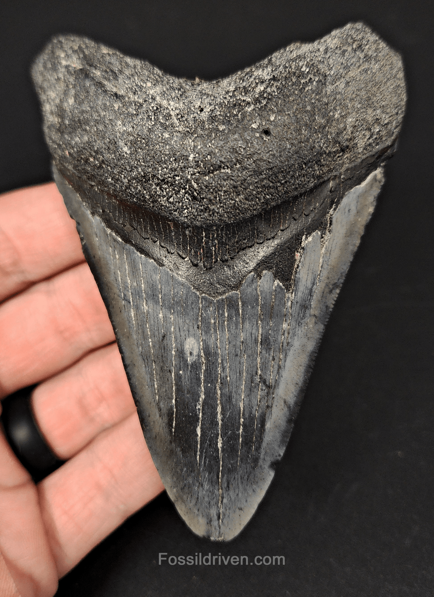 Authentic, 4.19" Fossil Megalodon Tooth - Venice, Florida - Fossil Driven