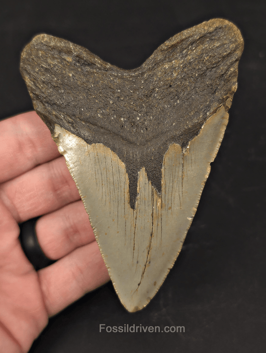 Authentic, 4.29" Fossil Megalodon Tooth - Meg Ledge, North Carolina - Fossil Driven