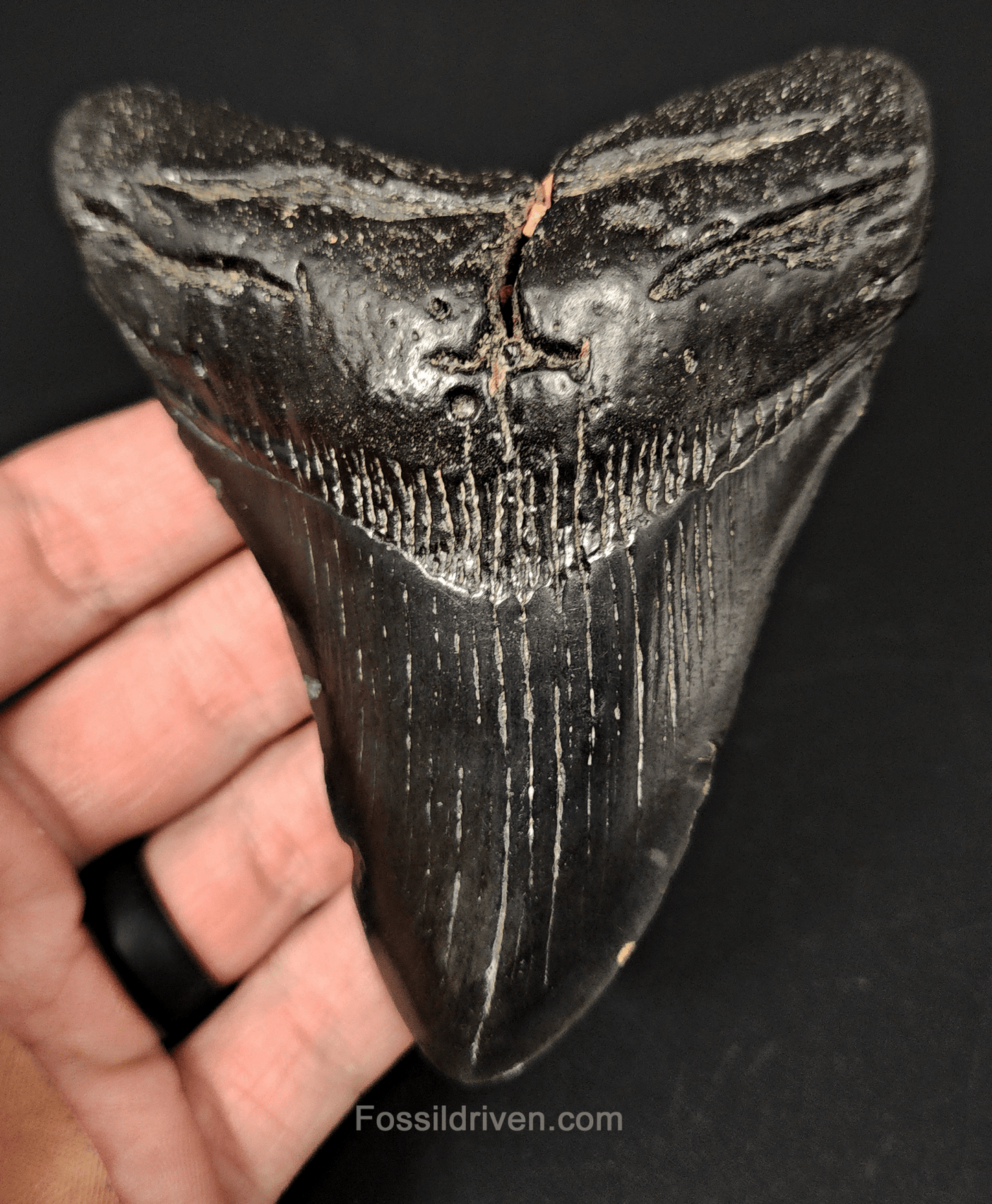Authentic, 4.31" Fossil Megalodon Tooth - South Carolina - Fossil Driven