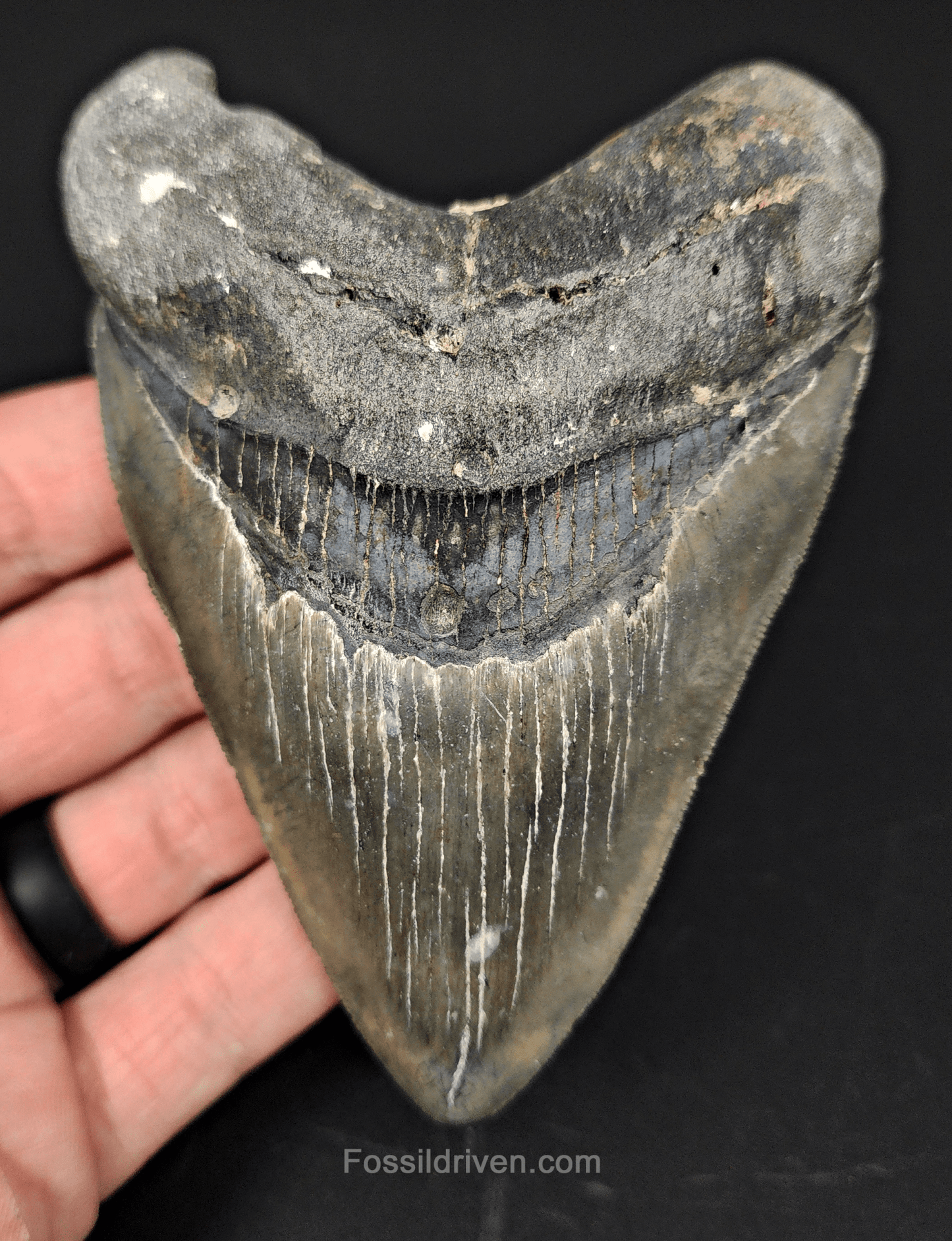 Authentic, 4.37" Fossil Megalodon Tooth - Venice, Florida - Fossil Driven