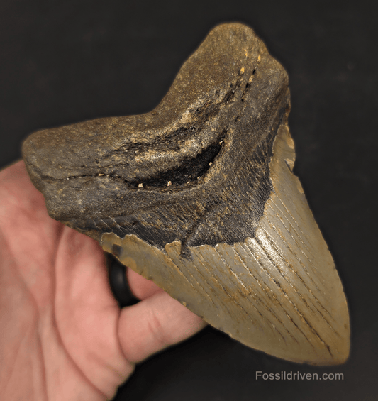 Authentic, 4.78" Fossil Megalodon Tooth - Meg Ledge, North Carolina - Fossil Driven