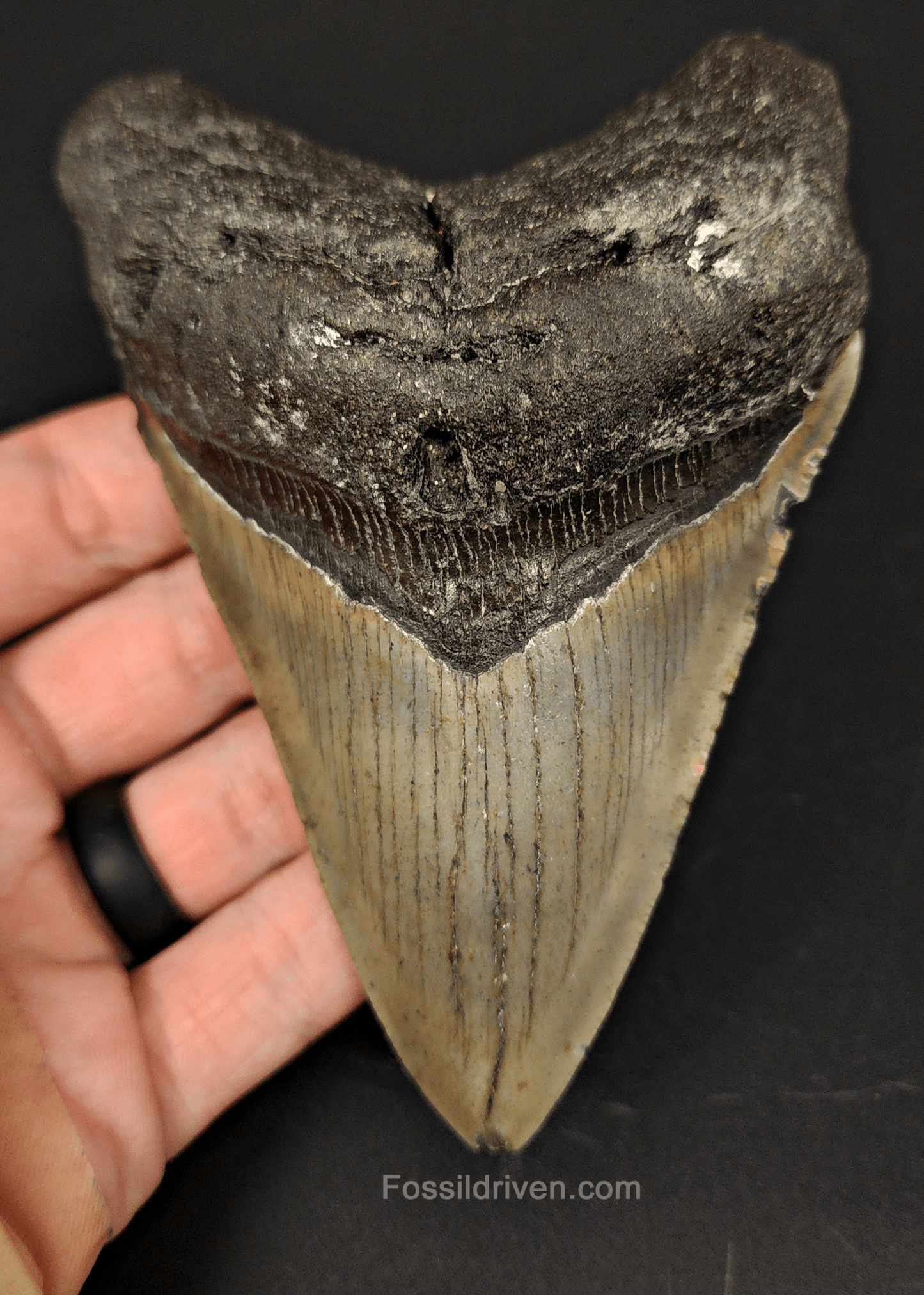 Authentic, 4.82" Fossil Megalodon Tooth - Meg Ledge - Fossil Driven