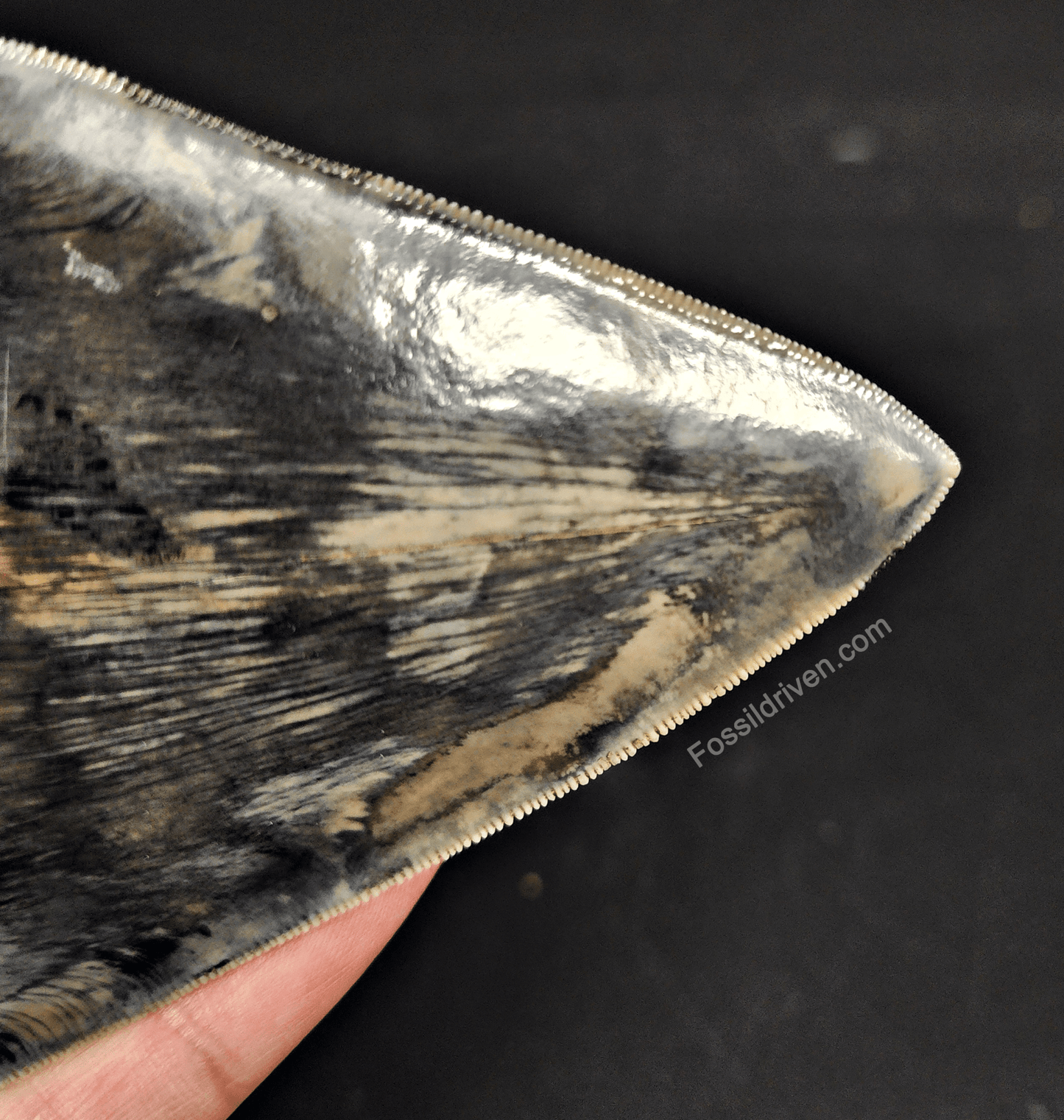 Authentic, 4.86" Fossil Megalodon Tooth - Indonesia - Fossil Driven