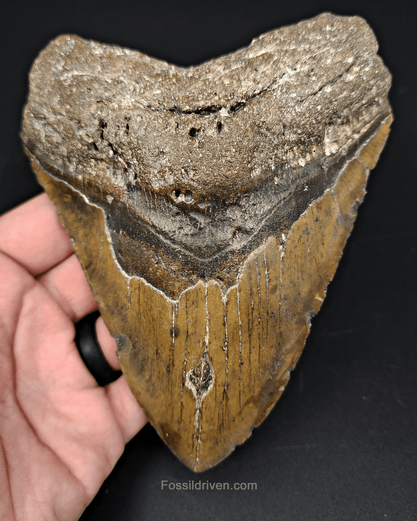 Authentic, 5.63" Fossil Megalodon Tooth - Meg Ledge - Fossil Driven