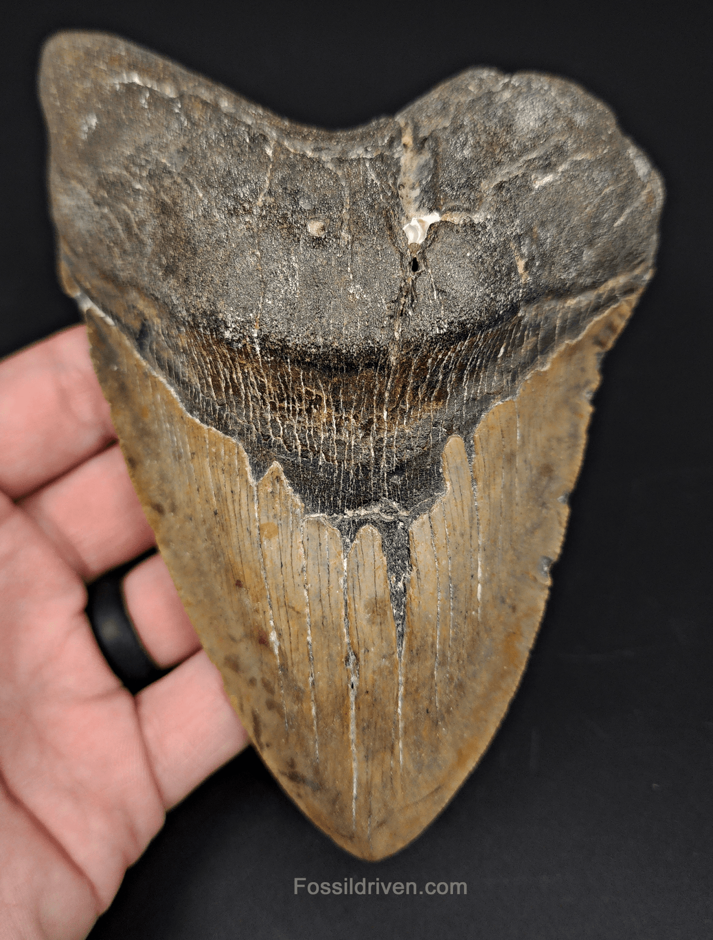 Authentic, 5.81" Fossil Megalodon Tooth - Meg Ledge - Fossil Driven