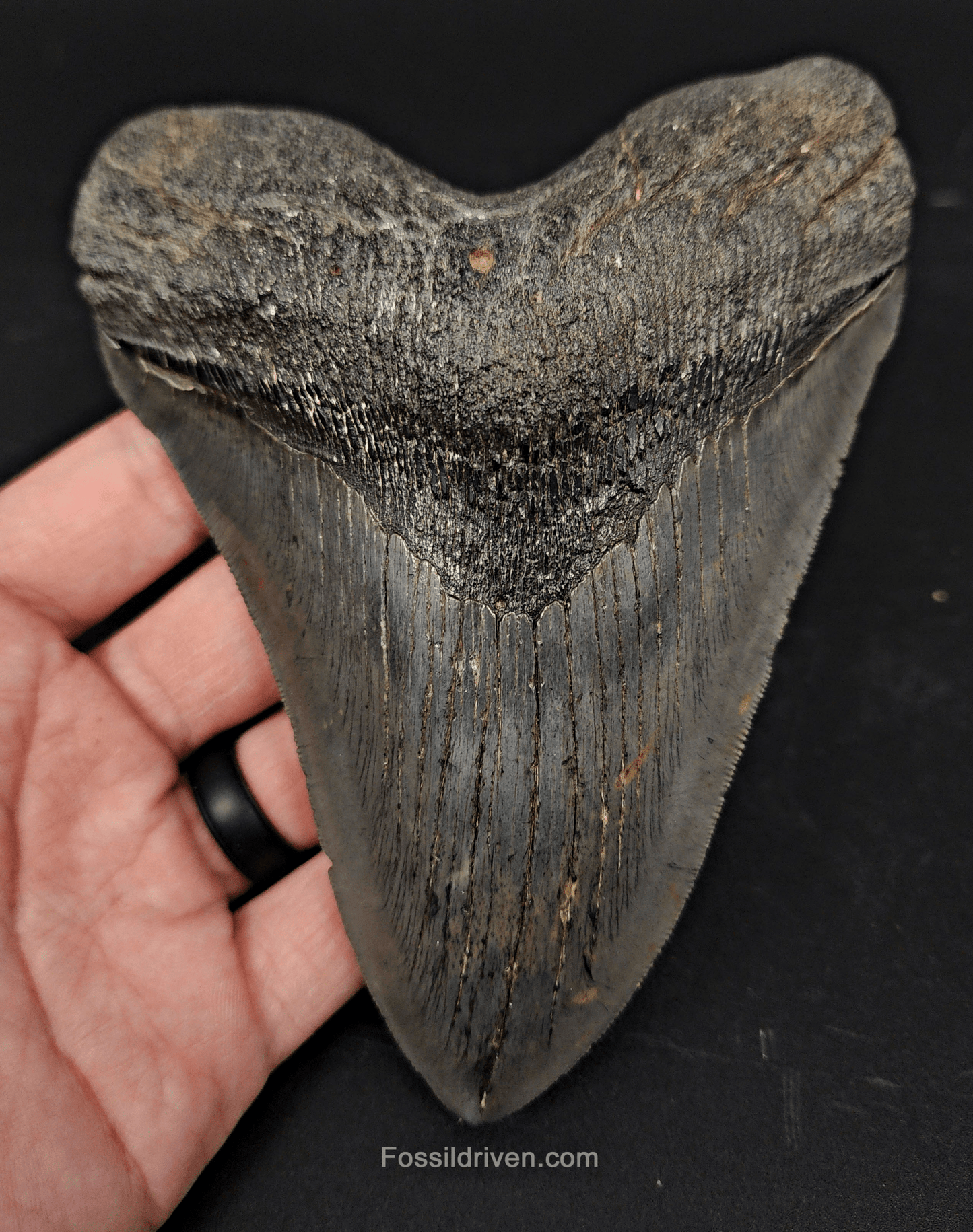Authentic, 5.90" Fossil Megalodon Tooth - South Carolina - Fossil Driven