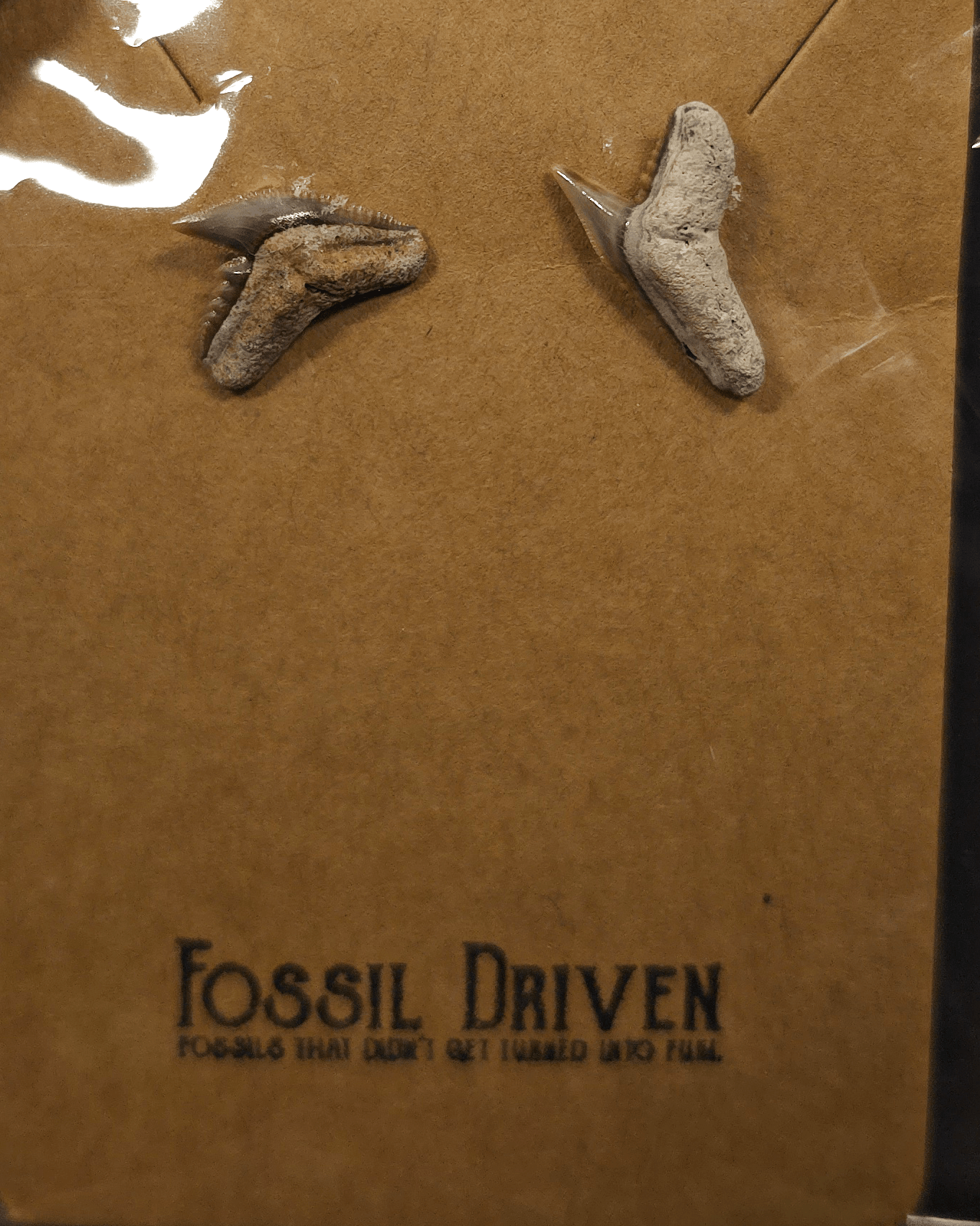 Authentic, Fossil Tiger Shark Tooth Stud Earrings - Fossil Driven