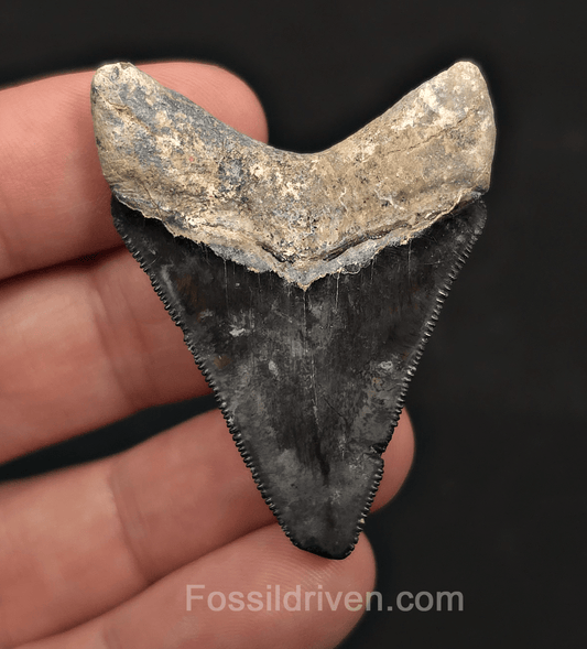 Beautiful, 2.02" Megalodon Tooth - Bone Valley, Florida - Fossil Driven