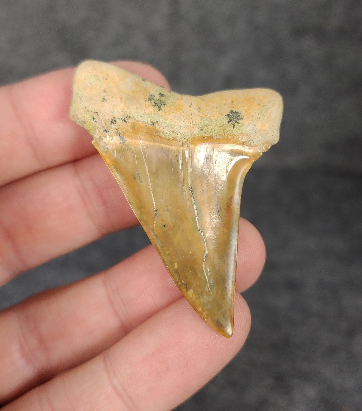 Beautiful, 2.19" Fossil Mako Tooth - Bakersfield, California - Fossil Driven