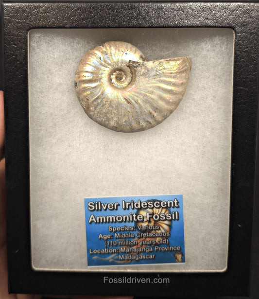 Beautiful, 2.53" Silver Iridescent Ammonite - Madagascar - Fossil Driven