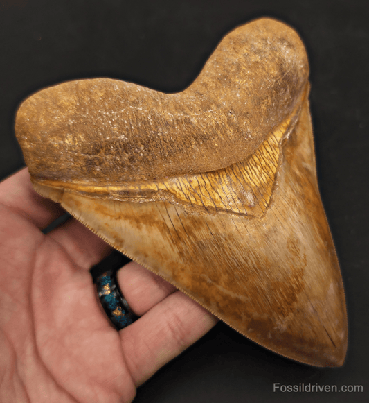Beautiful, Top 1%, 5.45" Megalodon Tooth - Java, Indonesia - Fossil Driven