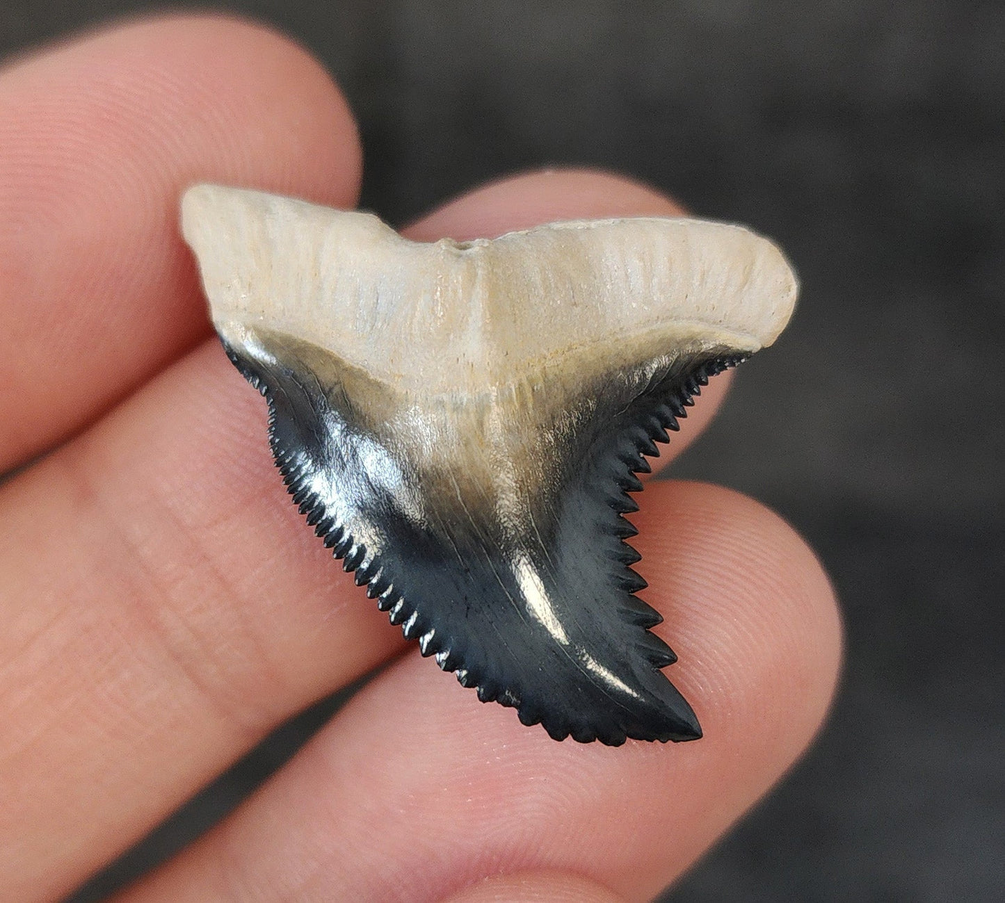 Collector Quality, 1.34" Fossil Hemipristis Tooth - Bone Valley, Florida - Fossil Driven