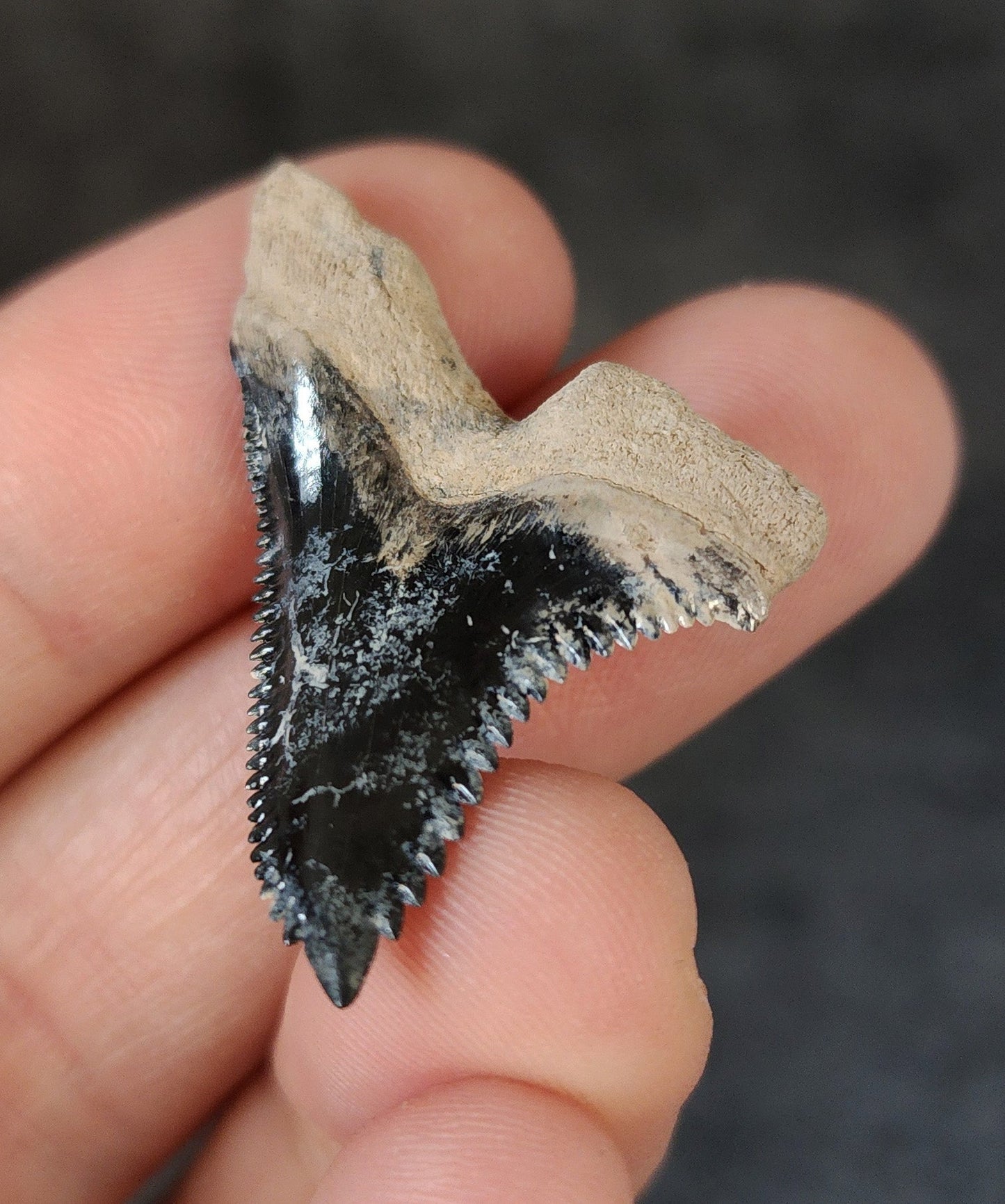 Collector Quality, 1.47" Fossil Hemipristis Tooth - Bone Valley, Florida - Fossil Driven