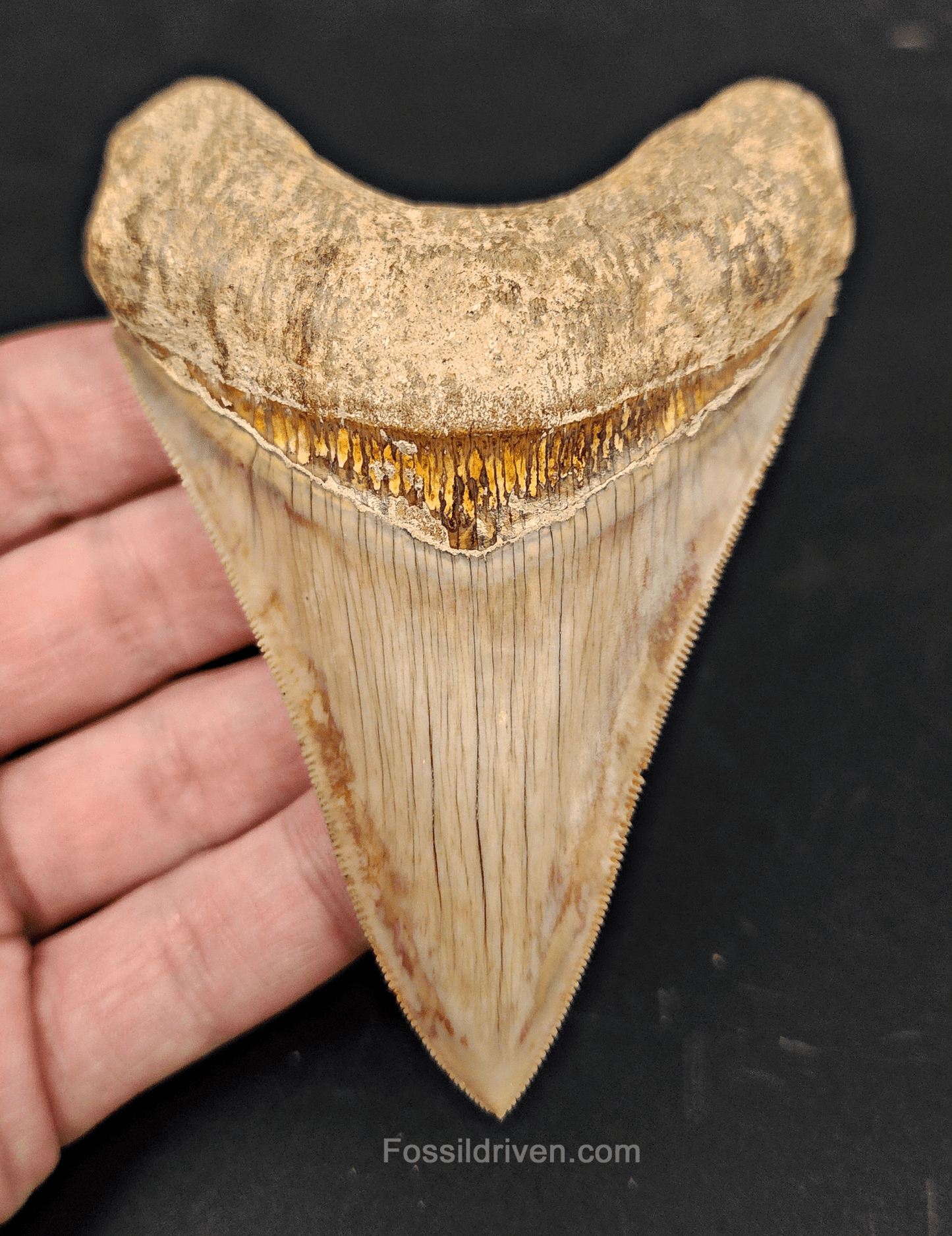 Collector Quality, 4.05" Fossil Megalodon Tooth - Indonesia - Fossil Driven