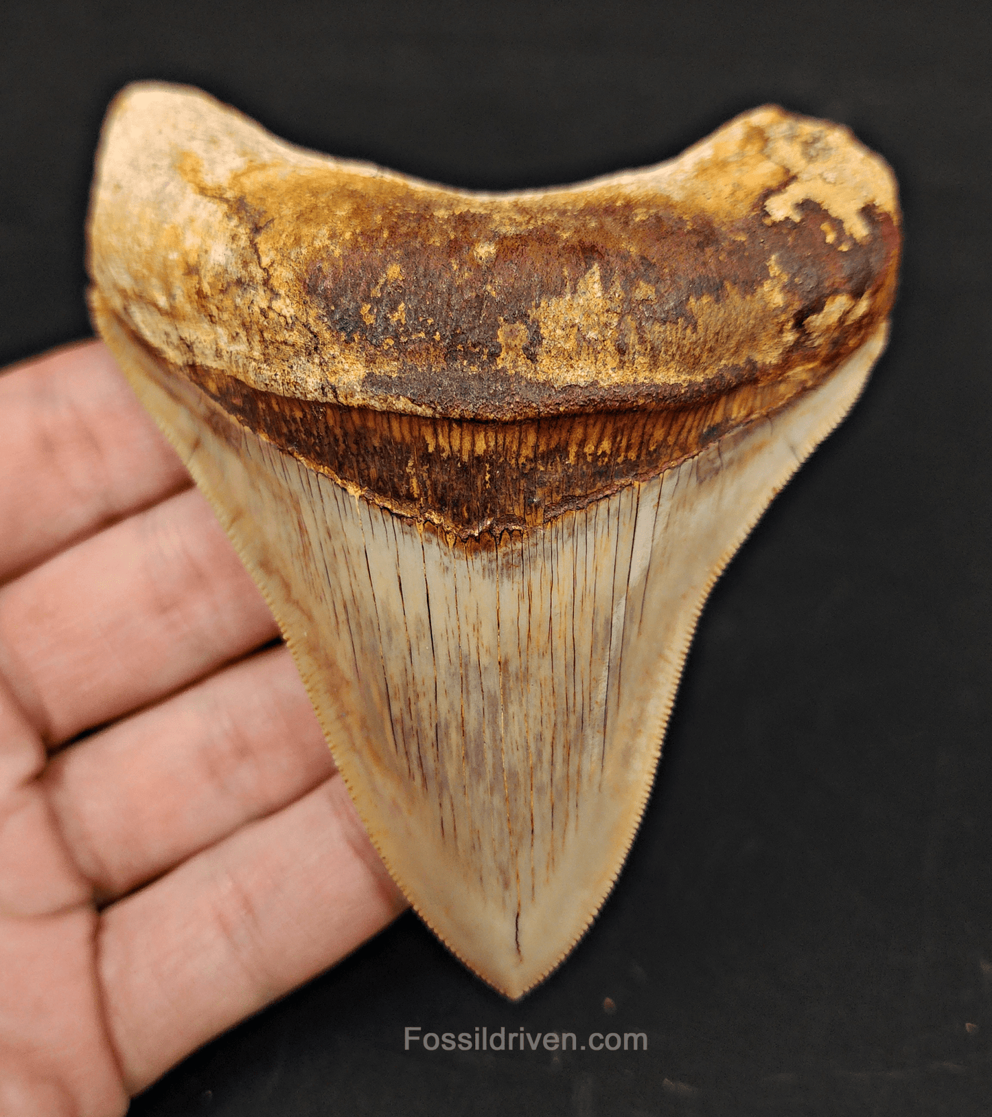 Collector Quality, 4.12" Fossil Megalodon Tooth - Indonesia - Fossil Driven