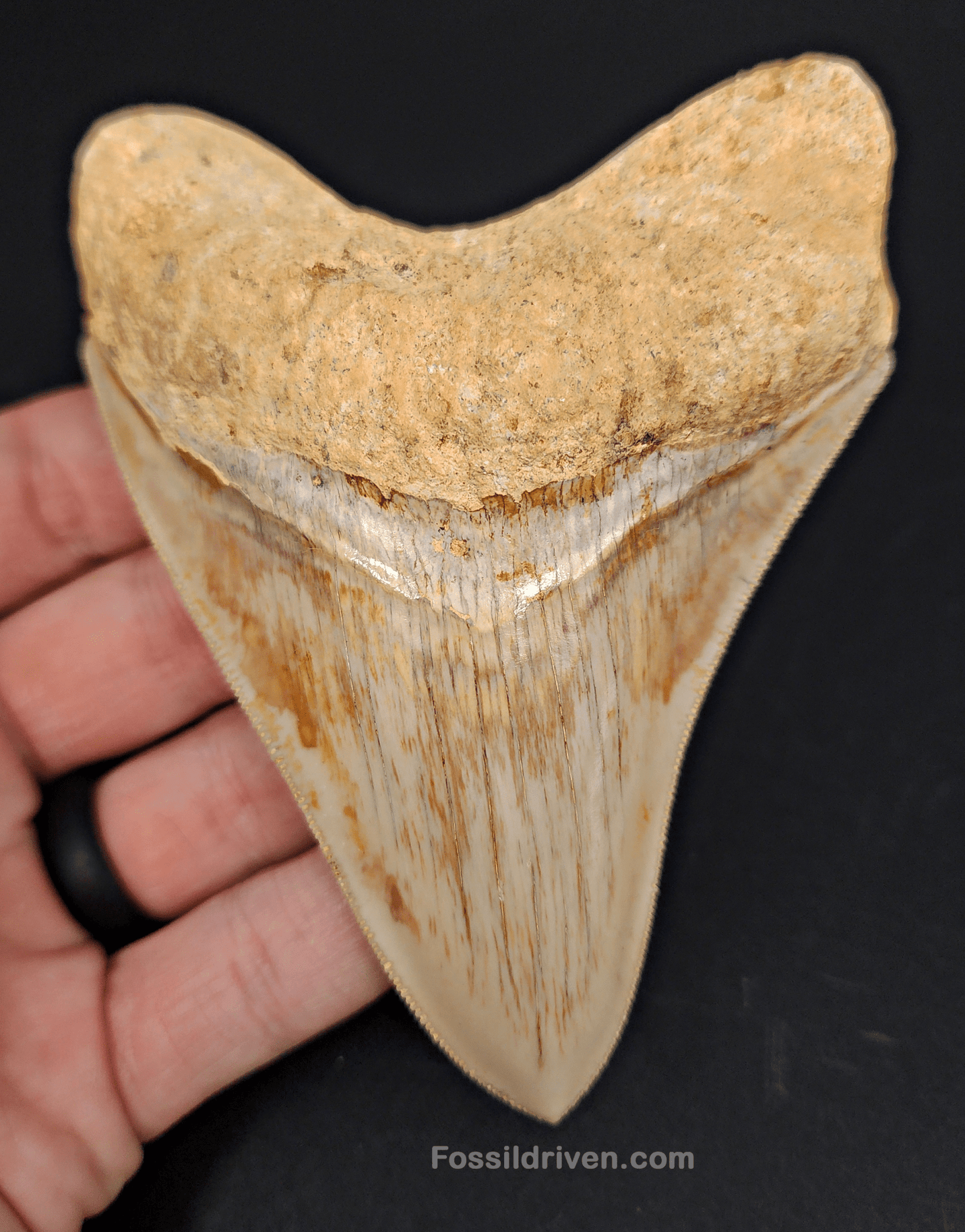 Collector Quality, 4.47" Fossil Megalodon Tooth - Indonesia - Fossil Driven