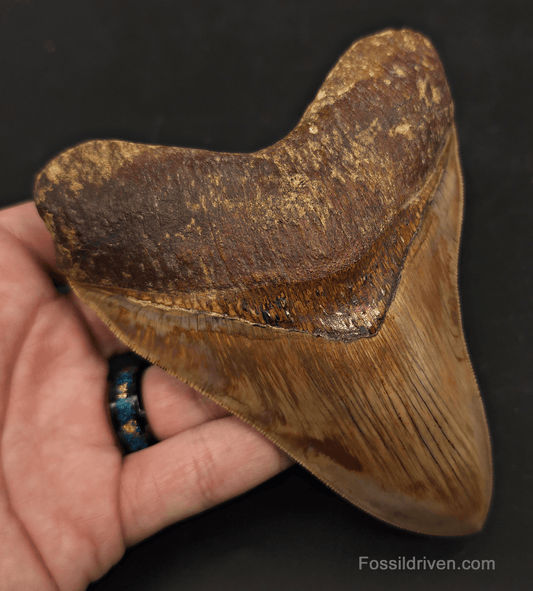 Collector-Quality, 5.05" Megalodon Tooth - Java, Indonesia - Fossil Driven