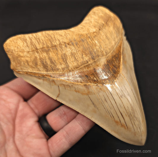 Collector-Quality, 5.50" Fossil Megalodon Tooth - Java, Indonesia - Fossil Driven