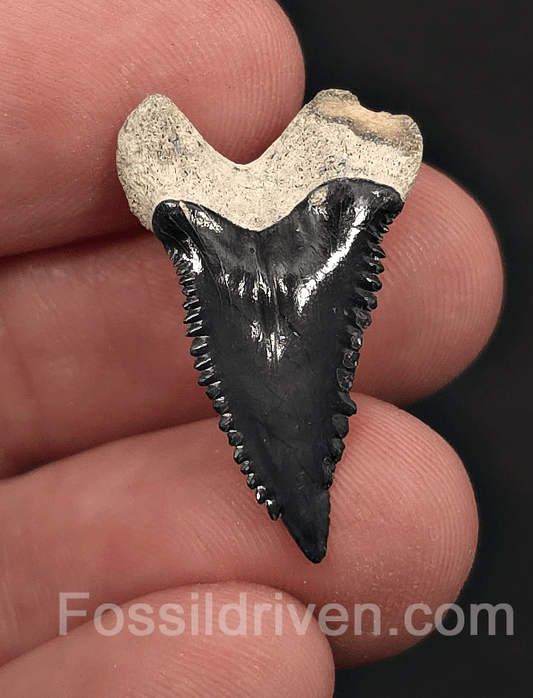 Colorful 1.07" Hemipristis Shark Tooth Fossil - Bone Valley, Florida - Fossil Driven