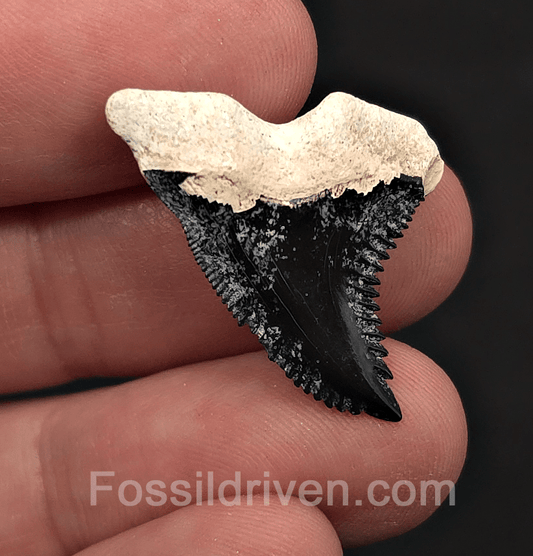 Colorful 1.18" Hemipristis Shark Tooth Fossil - Bone Valley, Florida - Fossil Driven