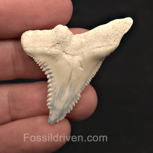 Colorful 1.72" Hemipristis Shark Tooth Fossil - Bone Valley, Florida - Fossil Driven
