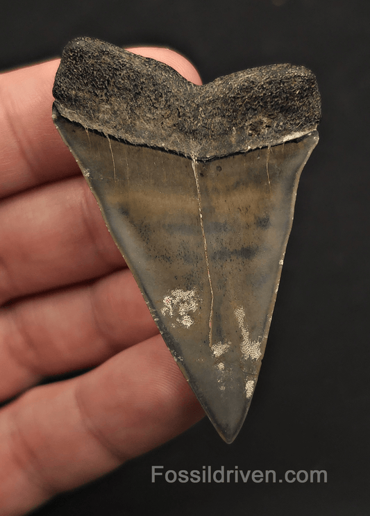 Colorful, 2.41" Fossil Mako (Lesser White) Tooth - Savannah, Georgia - Fossil Driven