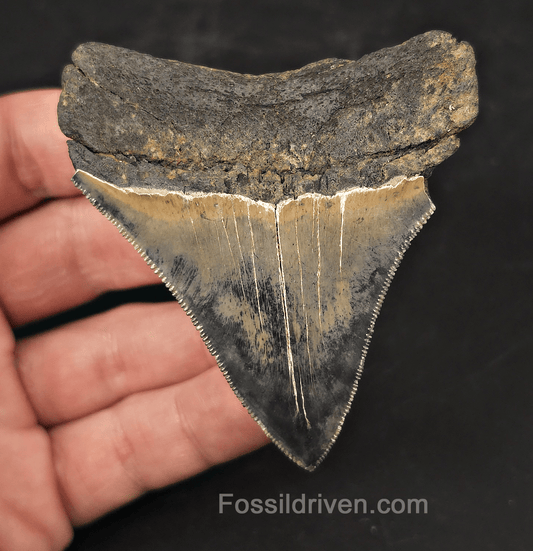 Colorful, 3.13" Fossil Megalodon Tooth - Charleston, South Carolina - Fossil Driven