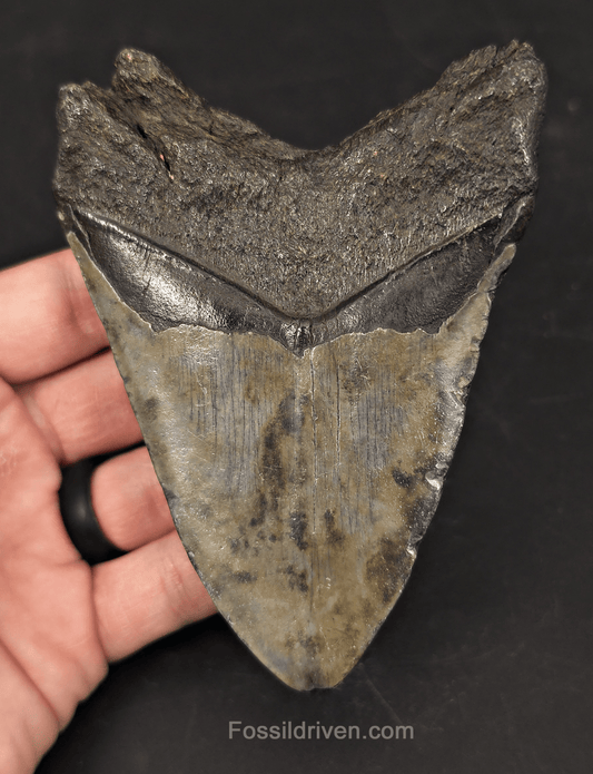 Colorful 4.66" Fossil Megalodon Tooth - Charleston, South Carolina - Fossil Driven