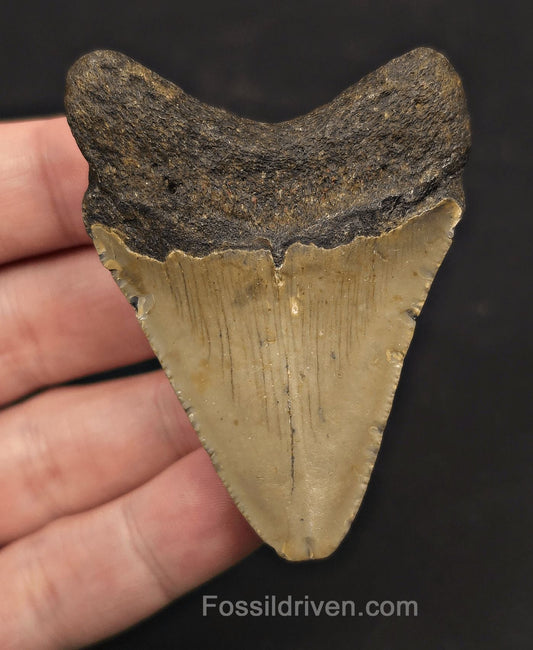 Complete, 2.66" Fossil Megalodon Tooth - Meg Ledge, North Carolina - Fossil Driven
