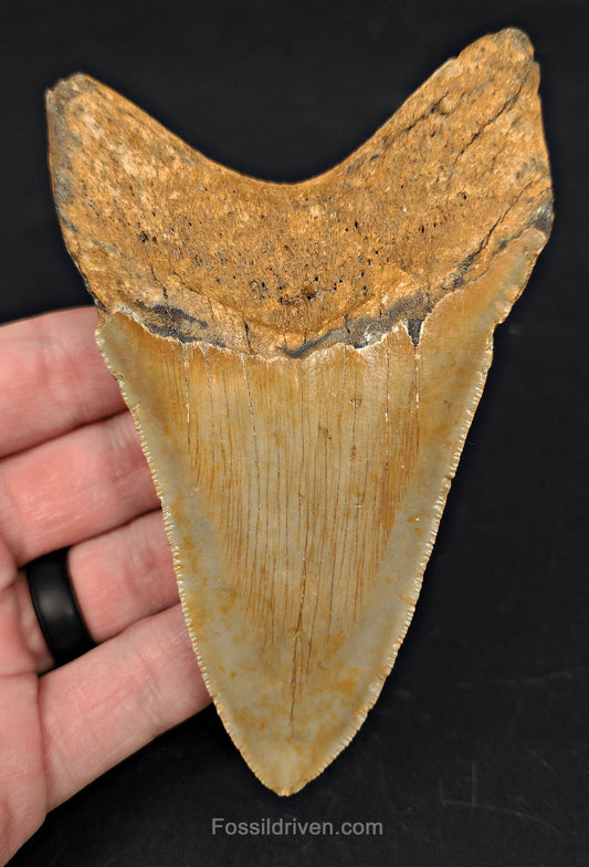 Complete, 4.63" Fossil Megalodon Tooth - Meg Ledge, North Carolina - Fossil Driven