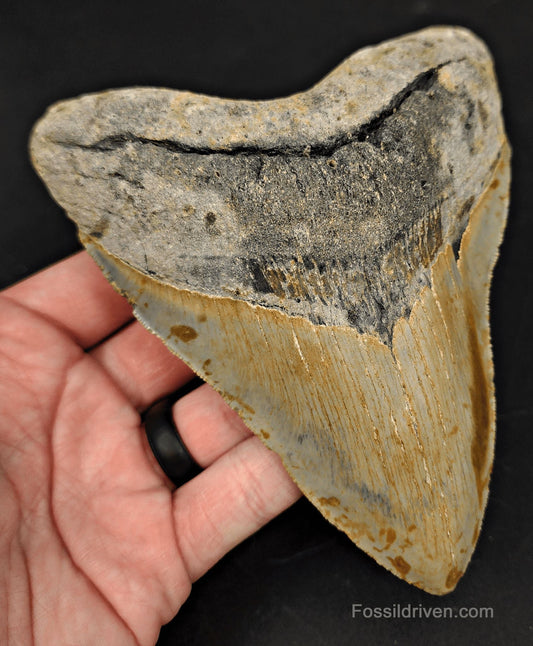 Complete, 5.43" Fossil Megalodon Tooth - Meg Ledge, North Carolina - Fossil Driven