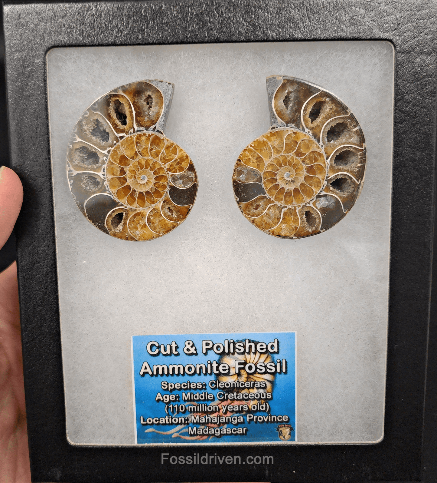 Cut & Polished Agatized Ammonite Fossil – 2.00" Display Specimen - Fossil Driven