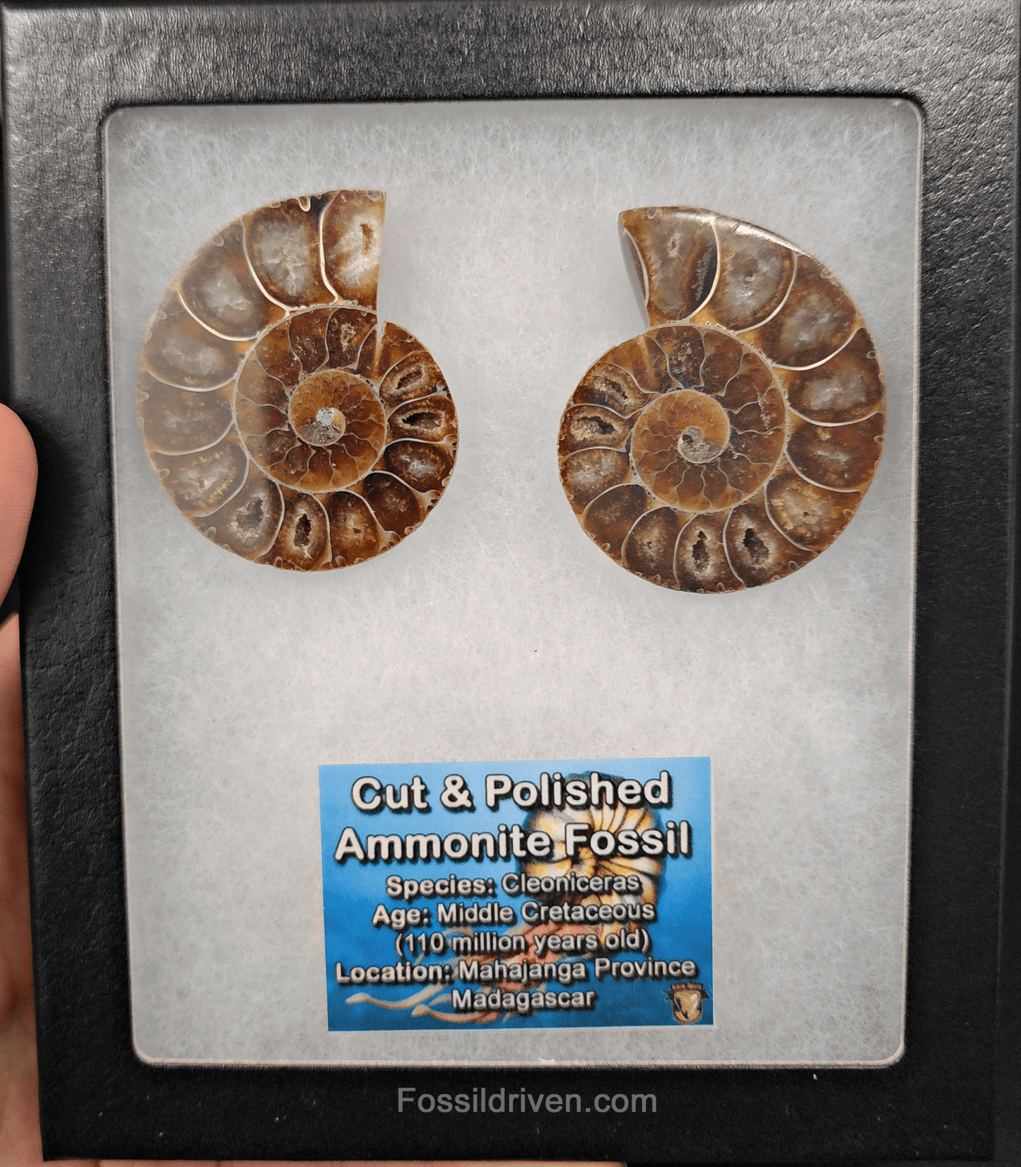 Cut & Polished Agatized Ammonite Fossil – 2.02" Display Specimen - Fossil Driven