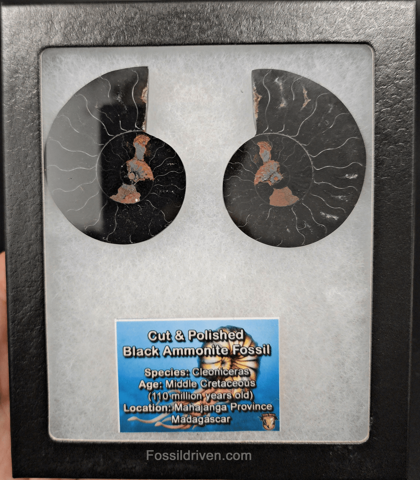 Cut & Polished Black Ammonite Fossil – 2.25" Display Specimen - Fossil Driven