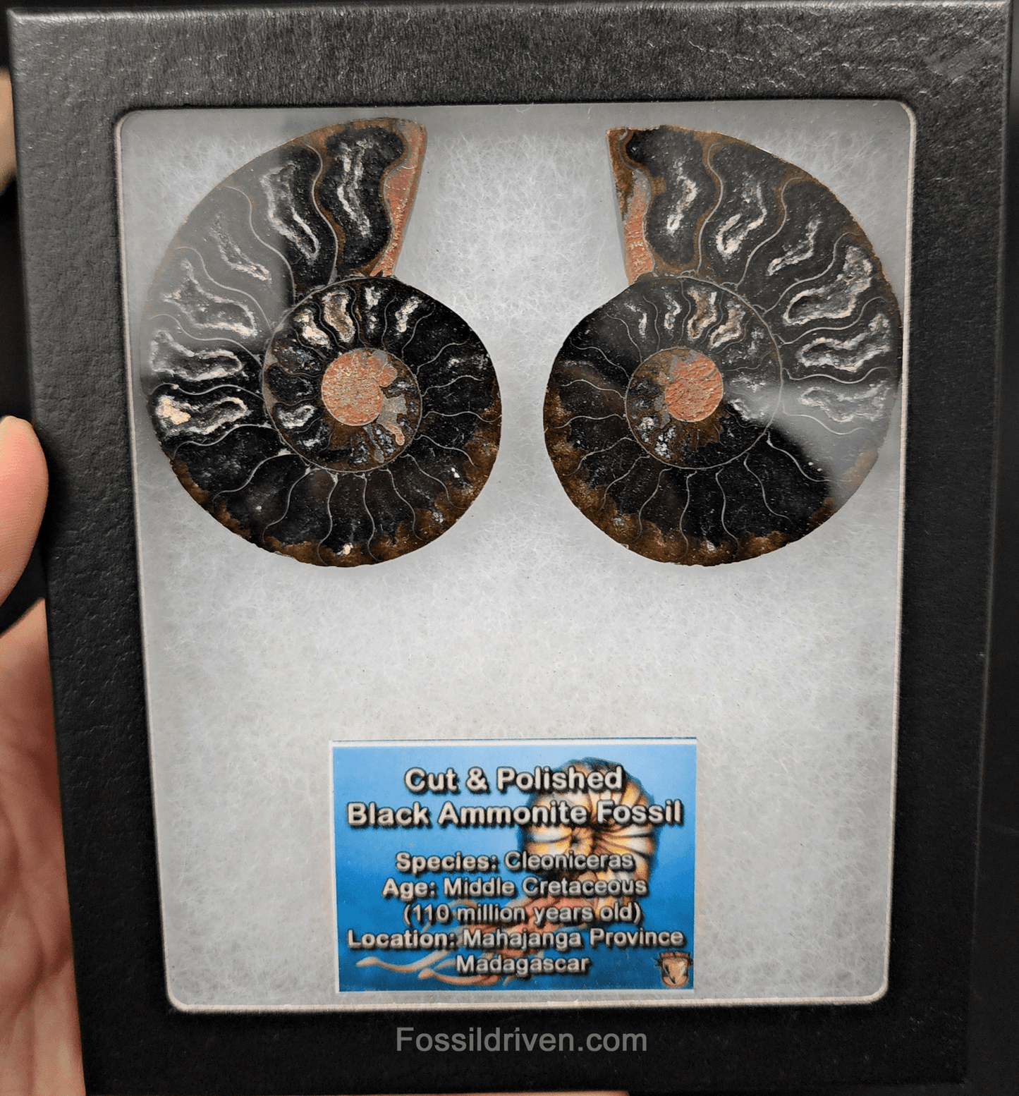 Cut & Polished Black Ammonite Fossil – 2.39" Display Specimen - Fossil Driven