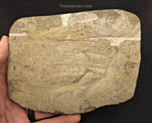 Double Fossil Brittle Star – Echinoderm Slab from Morocco - Fossil Driven