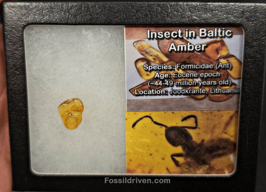 Fossil Ant (Formicidae) in Baltic Amber – 14.4mm - Fossil Driven