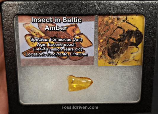 Fossil Ant (Formicidae) in Baltic Amber – 19.8mm Fossil Inclusion - Fossil Driven