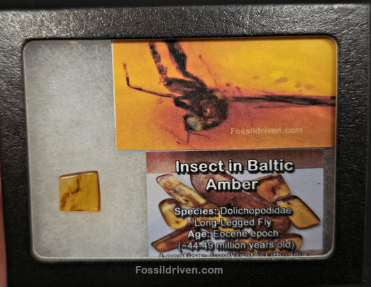 Fossil Long-Legged Fly (Dolichopodidae) in Baltic Amber – 12.2mm - Fossil Driven