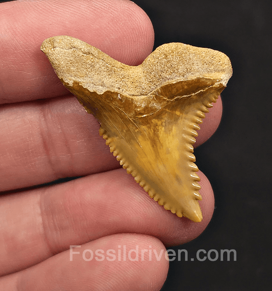 Golden 1.56" Hemipristis Shark Tooth Fossil - Bone Valley, Florida - Fossil Driven