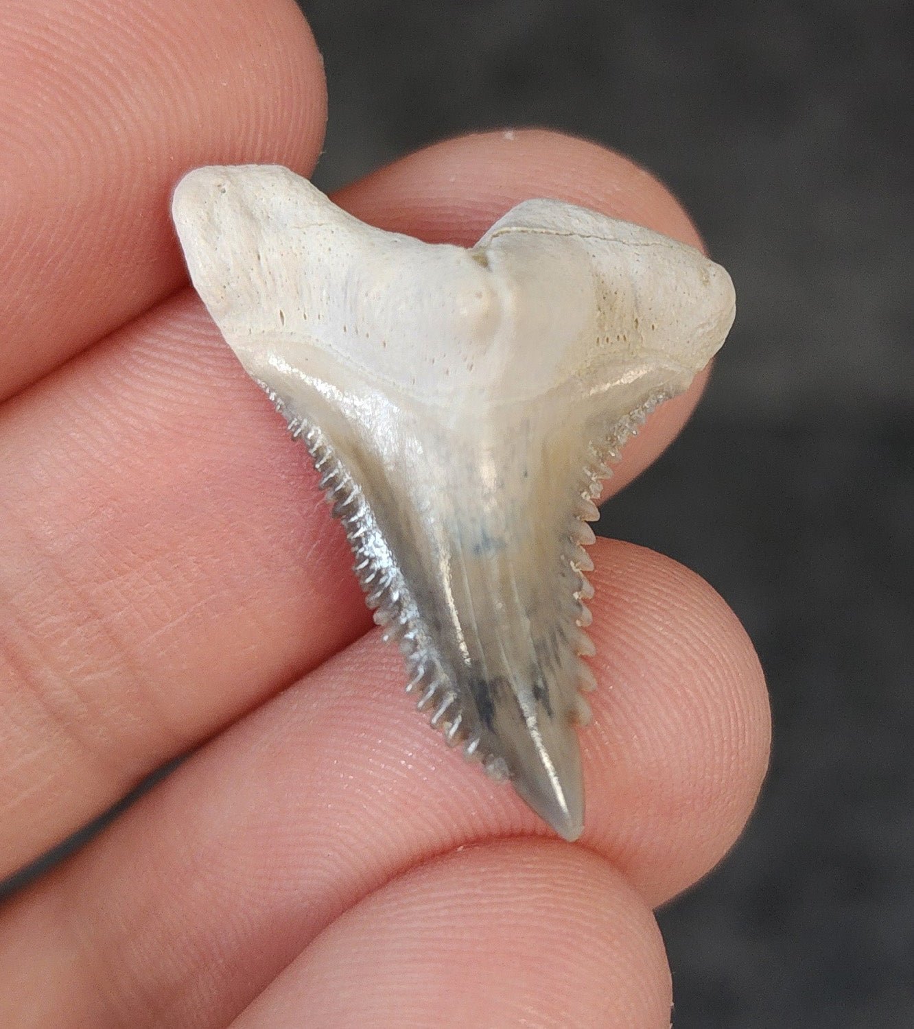 Gorgeous, 1.13" Fossil Hemipristis Tooth - Bone Valley, Florida - Fossil Driven